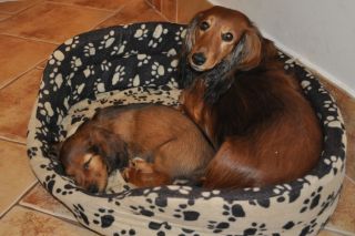 Jamnik d�ugow�osy